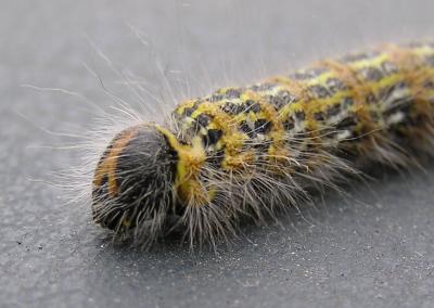 Caterpillar - detail
