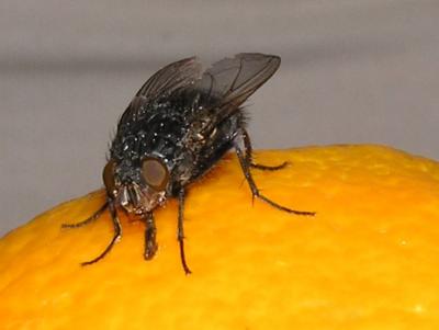 Housefly - detail