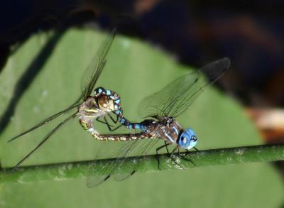 u47/antoinevu/medium/30273439.mating.jpg