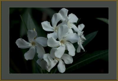 u47/antoinevu/medium/34029789.CRW_3582copy800.jpg