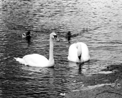 Swans_1.jpg
