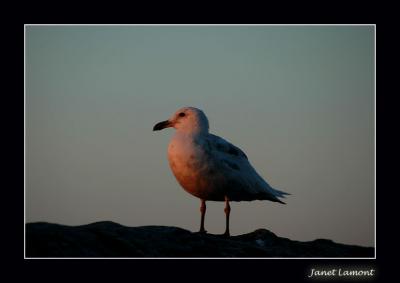 Seagull at sunset