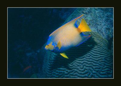 Queen Angelfish