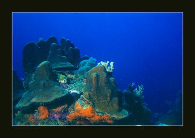 Coral Mounds