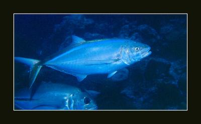 u47/aquaholic2/medium/34087596.Mysteryfish.34E.jpg