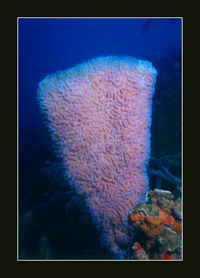 Purple vase sponge