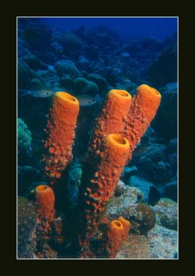 Yellow sponge