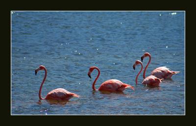 Flamingo Sanctuary