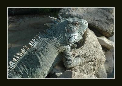 u47/aquaholic2/medium/34087603.DSC_0109E.jpg