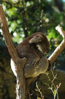Taronga Zoo