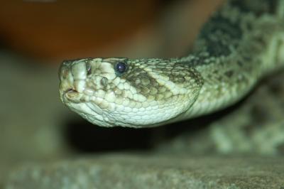 DSC_2752.jpg