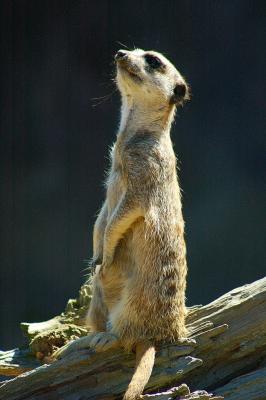 Taronga Zoo