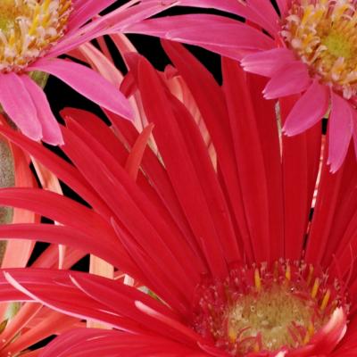 u47/artichoke/medium/39994430.gerberdaisysalmonred02detail.jpg