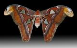 attacus atlas extracted