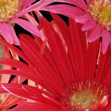 gerber daisy salmon & red 02 detail