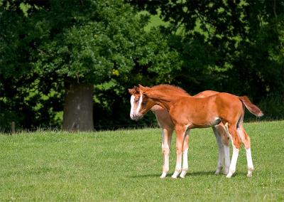 Filly Foals