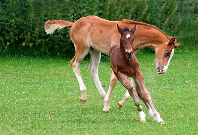 Colt Foals Playing