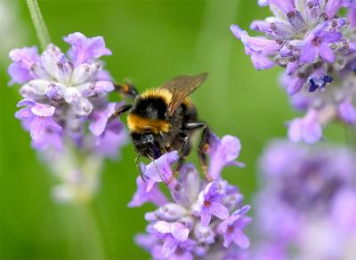 Bumble Bee On Lavender .