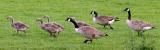 Family Of Canada Geese