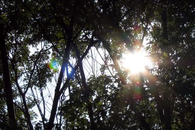 Credit River - Sun through canopy