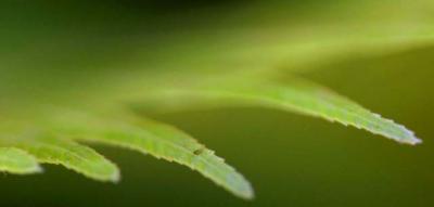 tips of a new fern.jpg