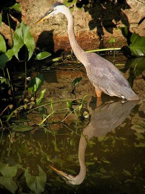 Great Blue Heron; Halls Pond, Brookline, MA