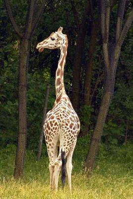 giraffeDSC02352.jpg