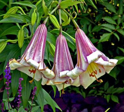3bellflowersDSC03198.jpg