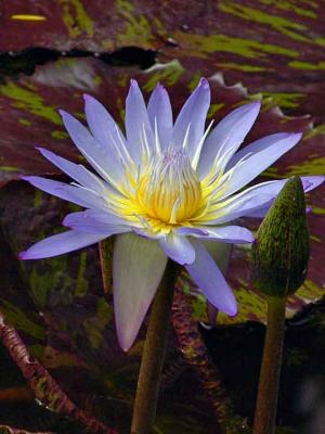 lillyDSC06694.jpg