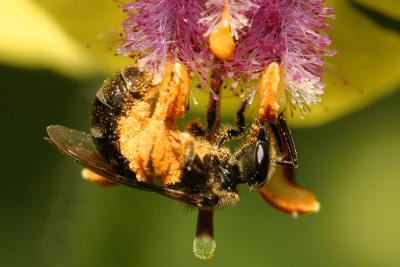 Pollen Covered Bee