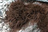 Chocolate Tube Slime <i>Stemonitis splendens</i>