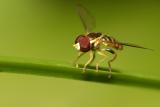 Toxomerus Hover Fly
