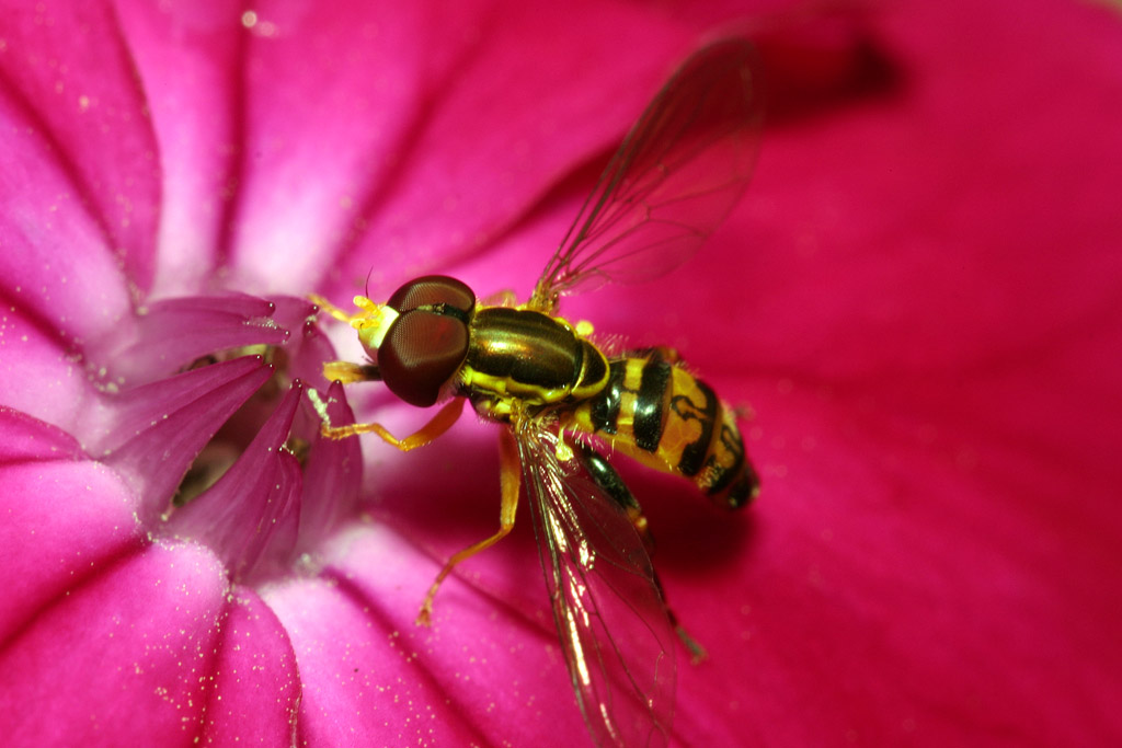 Toxomerus Hover Fly