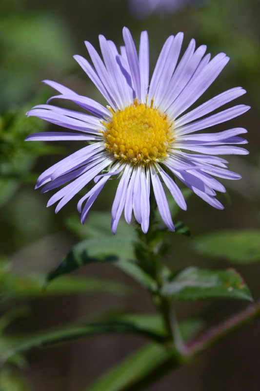 New Englend Aster - <i>Symphyotrichum novae-angliae</i>