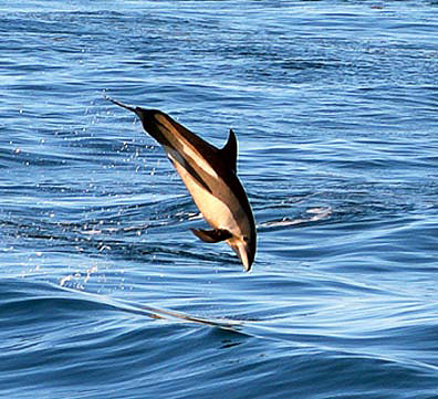 Atlantic White Sided Dolphin.jpg