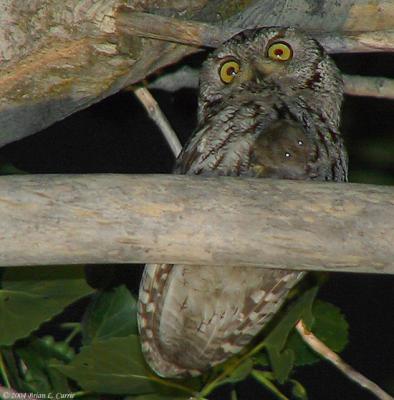 Screech Owl 163_6318 Screech Owl pbase 6-18-04.jpg