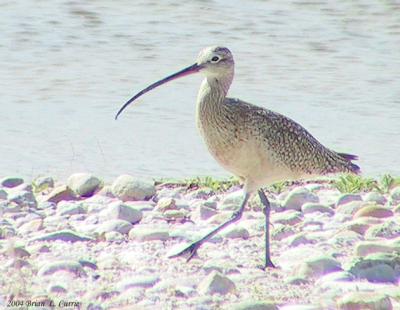 Long-billed Curlew 159_5925 pbase 4-9-04.jpg