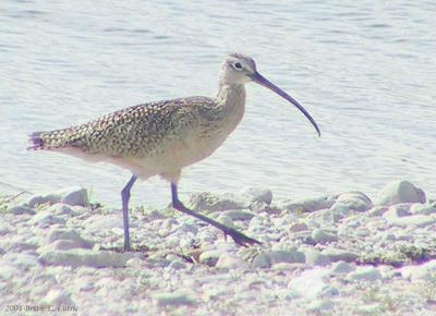 Long-billed Curlew 159_5930 pbase 4-9-04.jpg