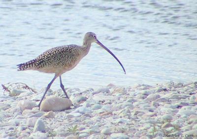 Long-billed Curlew 159_5911 pbase 4-9-04.jpg