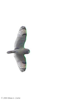 Short-eared Owl 162_6269_filtered pbase 7-2-04.jpg
