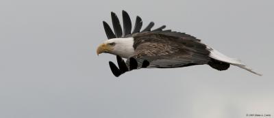 Bald Eagle (20D) IMG_2003.jpg