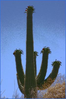 Giant Saguaro with Fruit