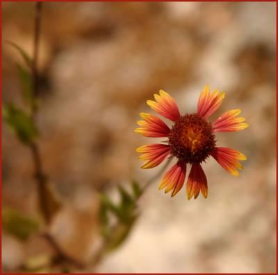 u47/bearpaw/medium/30306096.mt_lemmon_flower.jpg