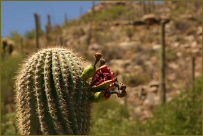 Opened Saguaro Fruit