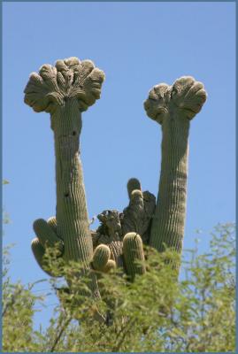 Mostrose Growth on a Double-Crested Saguaro
