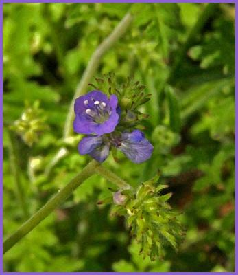 u47/bearpaw/medium/39991983.purple_flower.jpg