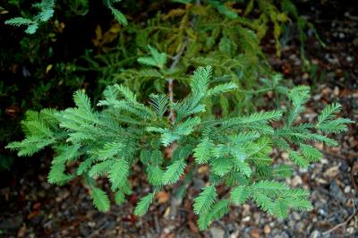 u47/beaucamera/medium/30522265.NewRedwoodGrowth.jpg