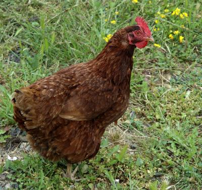 u47/beaucamera/medium/30893086.HarleynFarms10.jpg