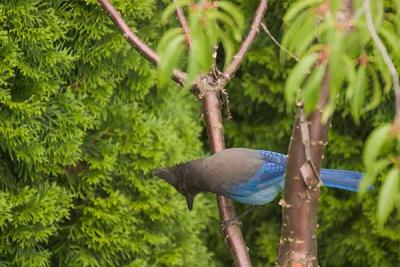 BlueJay_Crow_07.05.04_02.JPG
