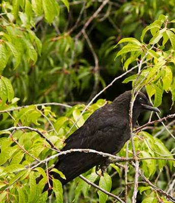 BlueJay_Crow_07.05.04_03.JPG